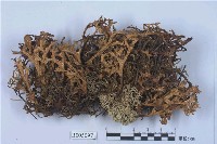 藏品(島衣屬)的圖片